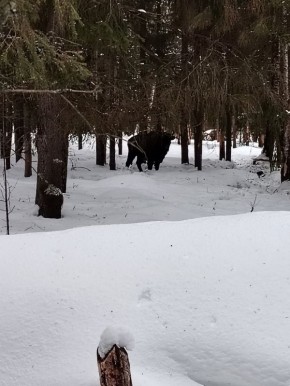 ������� �� �����������-�������� ���������