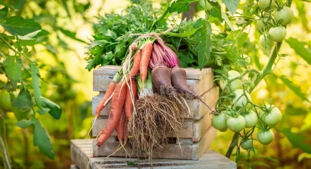 Апрель: идеальное время для посадки овощей на вашем огороде