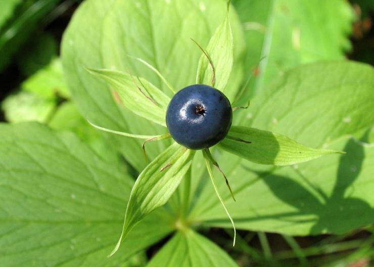 Ядовитые растения на даче: как уберечь детей от опасностей