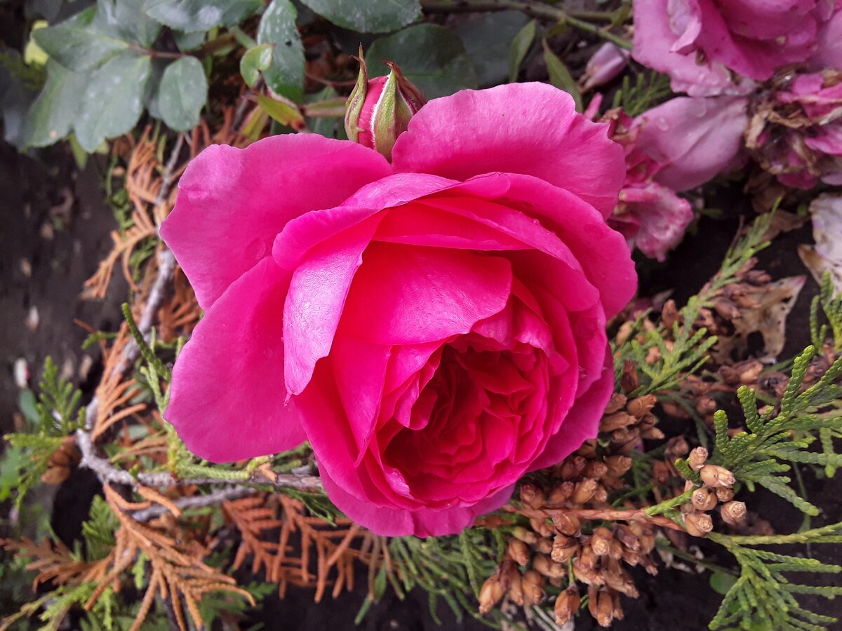 Почему уход за розами проще, чем за огурцами