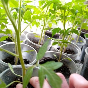 ��� ������ � ����������� �������� ������� �������?