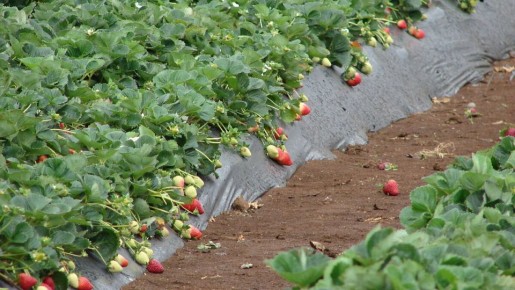 ������ ���� �� ���������� ������� ������