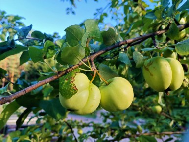 ����� �� ����� �������� ������: ������ ������ ��� ���������