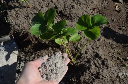 Как ухаживать за клубникой в августе: советы для здорового урожая