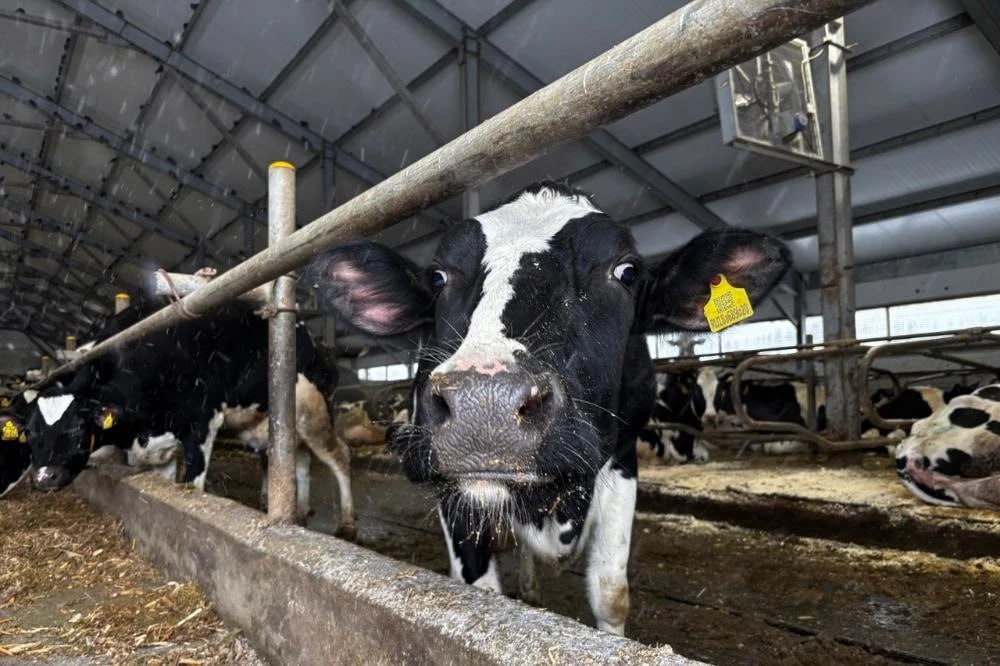 Ветучреждения Владимирской области переведены в режим повышенной готовности Ветучреждения Владимирской области переведены в режим повышенной готовности