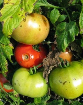 ��� �������� ������ �� �����������: ������� � ����������� ������