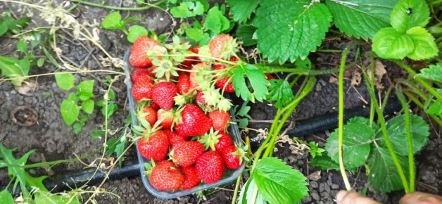 Удивительный способ увеличить урожай клубники с помощью доступного средства