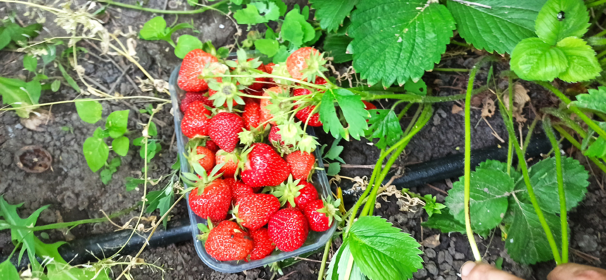 Удивительный способ увеличить урожай клубники с помощью доступного средства