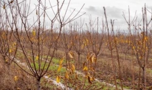 ��� �������� ������������ ��������� ����: �������� �� ������ �������