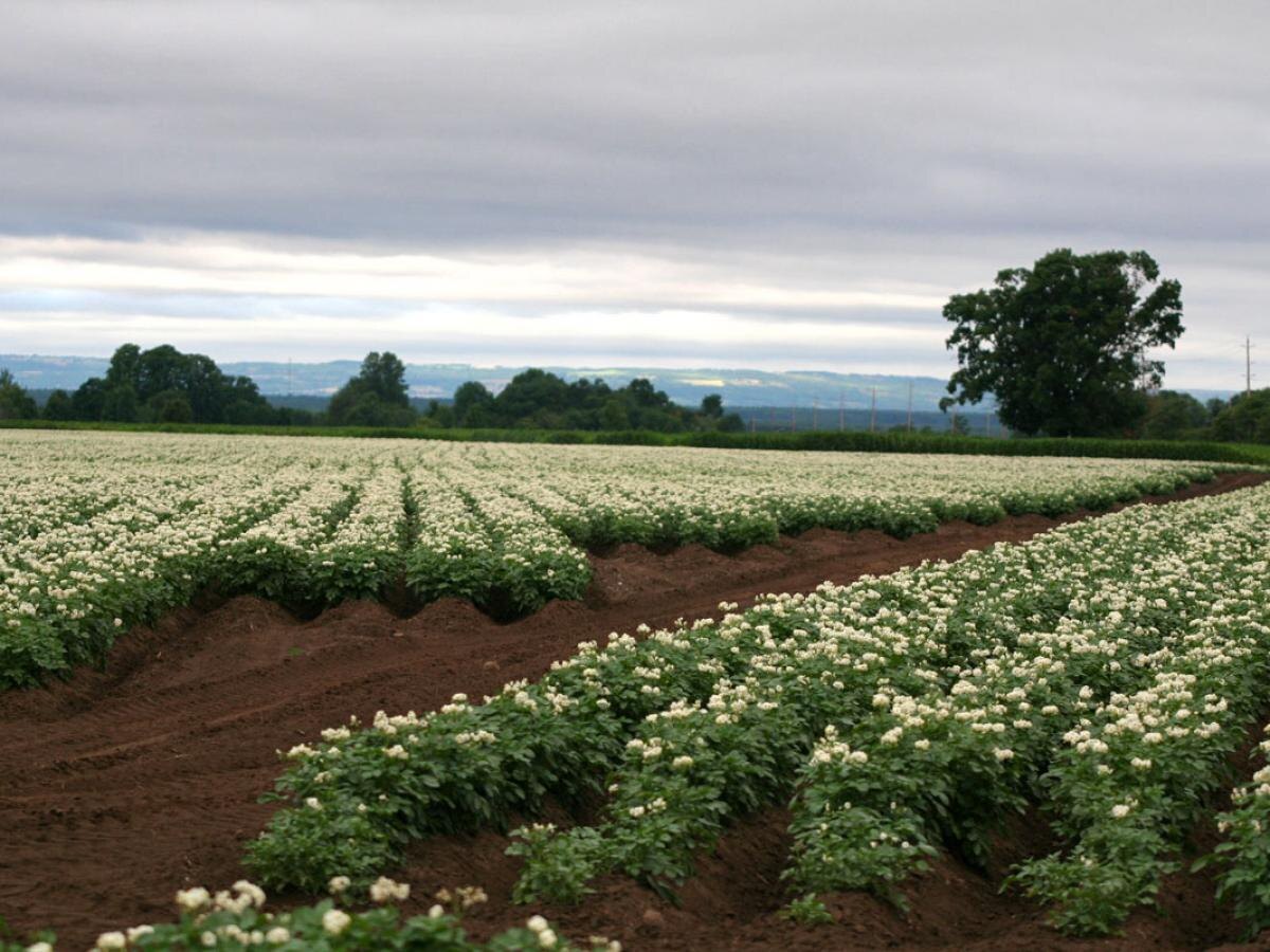 Что делать с цветками картофеля: важные советы для дачников