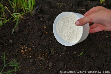 Эффективная борьба с муравьями на даче: секреты от садоводов