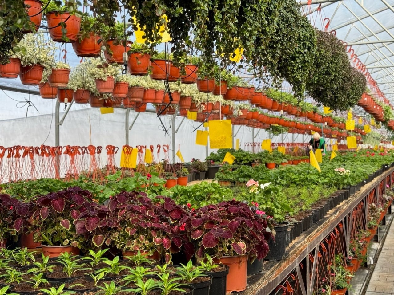 В Александрове тепличный комплекс выращивает комнатные и уличные растения В Александрове тепличный комплекс выращивает комнатные и уличные растения