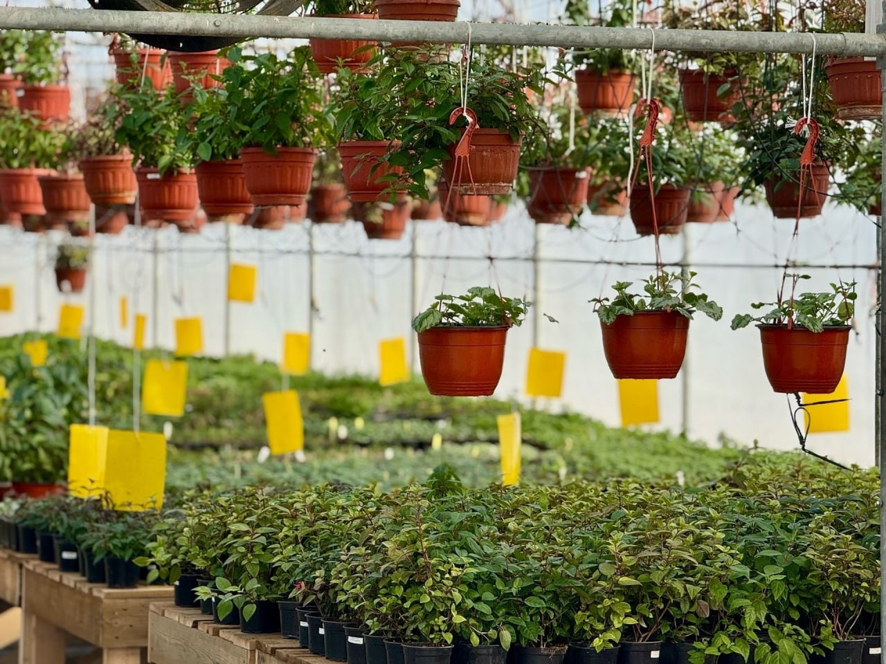 В Александрове тепличный комплекс выращивает комнатные и уличные растения В Александрове тепличный комплекс выращивает комнатные и уличные растения