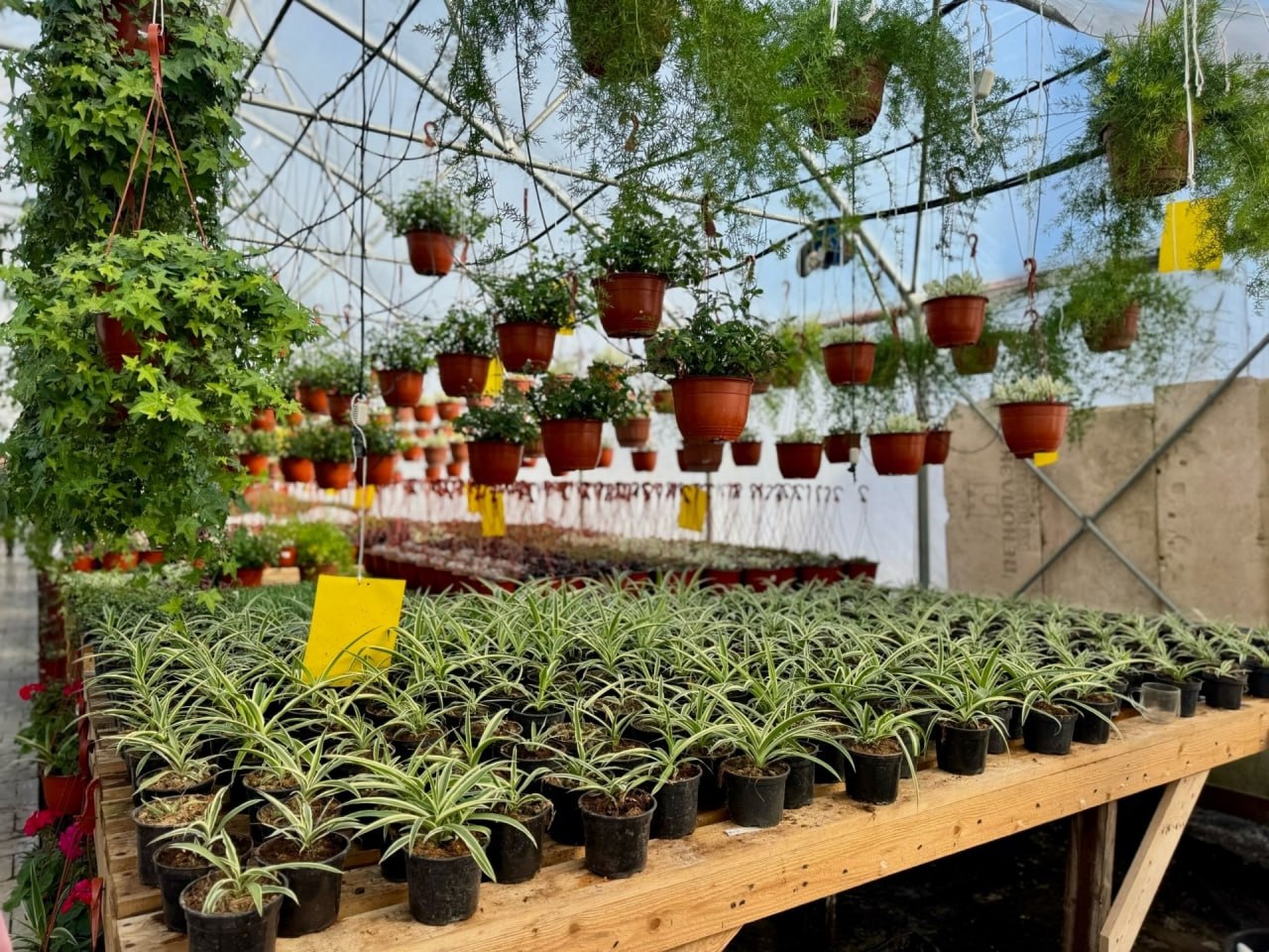 В Александрове тепличный комплекс выращивает комнатные и уличные растения В Александрове тепличный комплекс выращивает комнатные и уличные растения