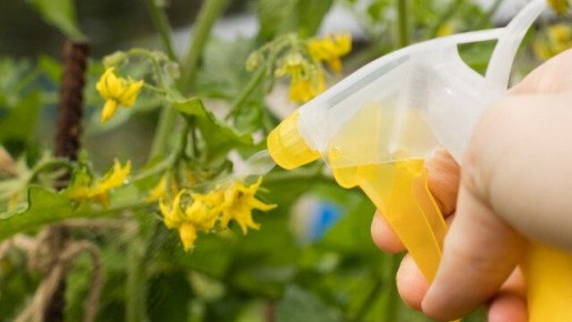 Почему опрыскивание томатов стало обязательным этапом для богатого урожая