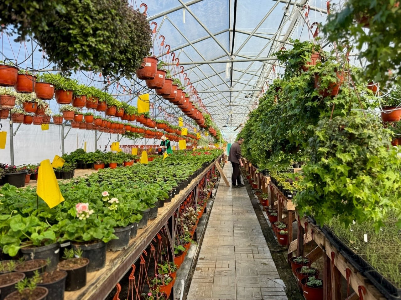 В Александрове тепличный комплекс выращивает комнатные и уличные растения В Александрове тепличный комплекс выращивает комнатные и уличные растения