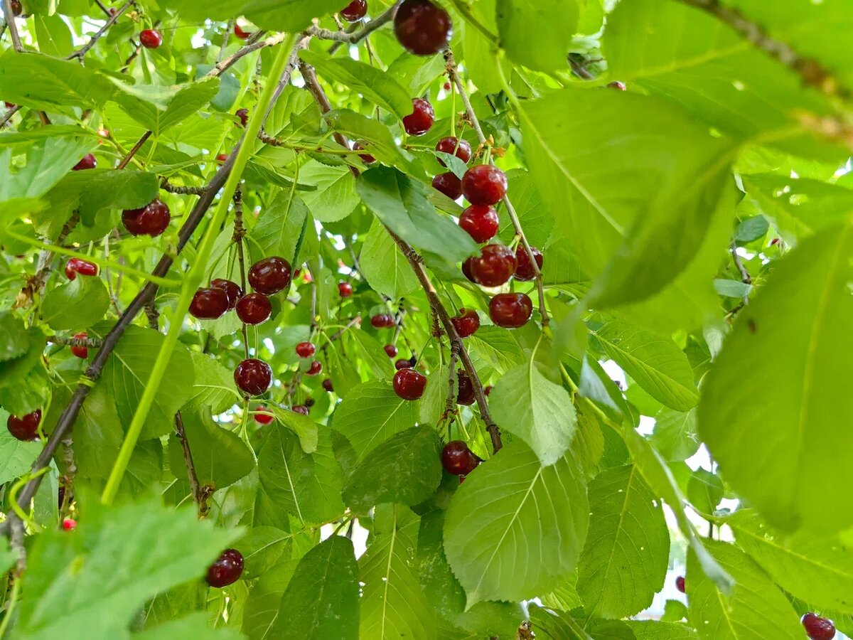 Как вырастить вишню на даче: от выбора места до получения урожая
