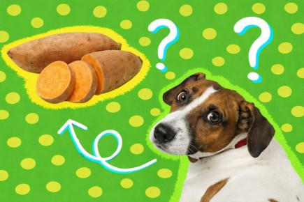 ������� ��������� ��� �����: ��� ����� ����� ����������