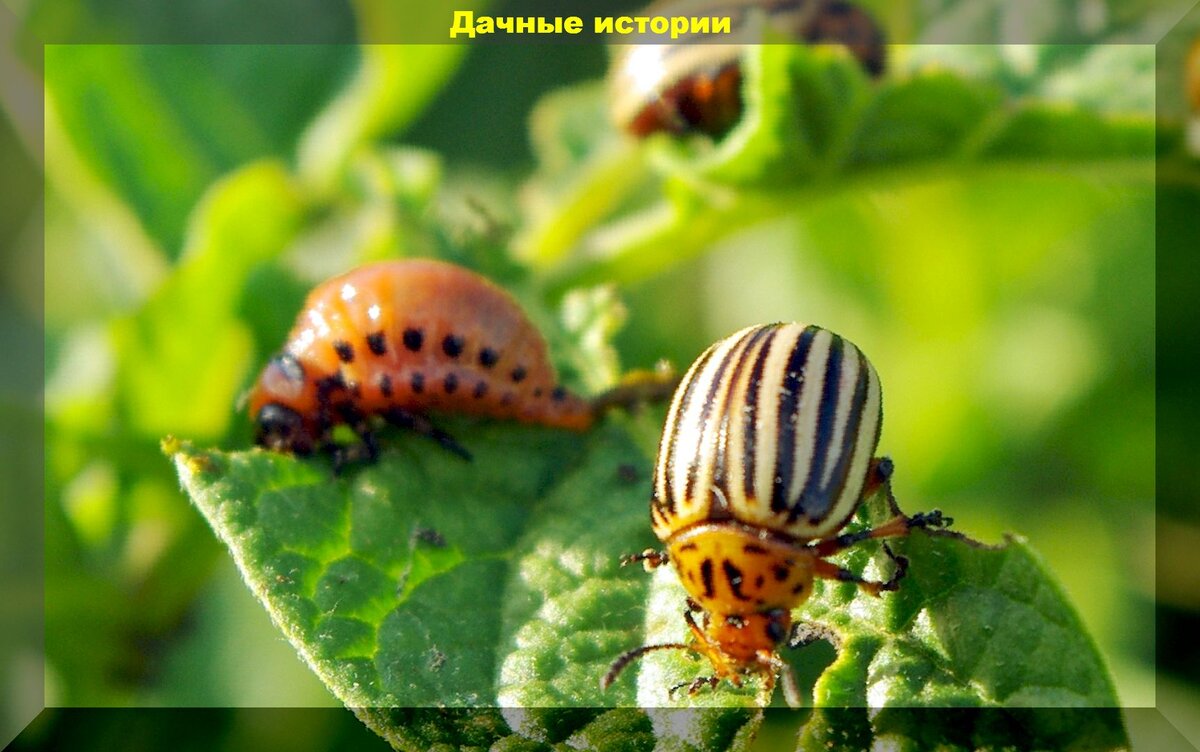 Как эффективно защитить картофель от колорадского жука