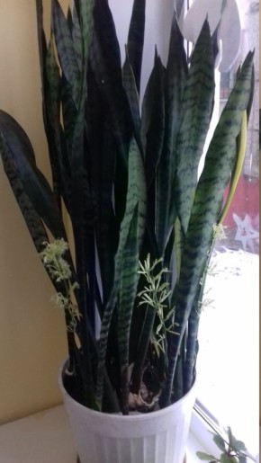 Сансевиерия: как добиться ее цветения