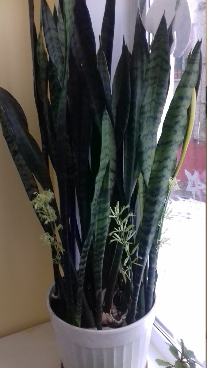 Сансевиерия: как добиться ее цветения