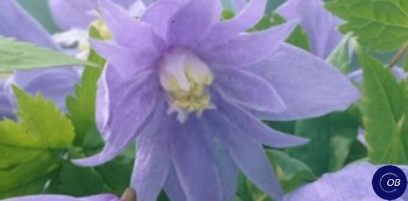 Не прихотливые клематисы для вашего сада: как выбрать лучшие сорта