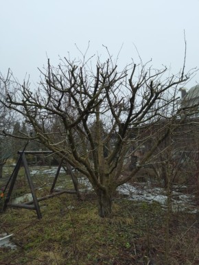 Советы по заготовке однолетних побегов для перепрививки плодовых деревьев