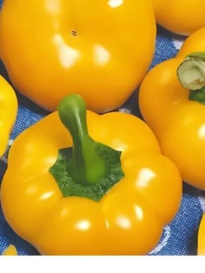 Яркий и ранний перец Солнышко: особенности и секреты успеха