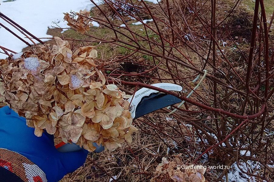 Как добиться великолепного цветения гортензии метельчатой: советы по обрезке