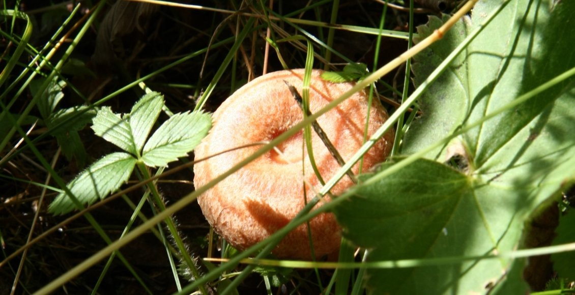 Новый порядок защиты редких растений и грибов вступает в силу