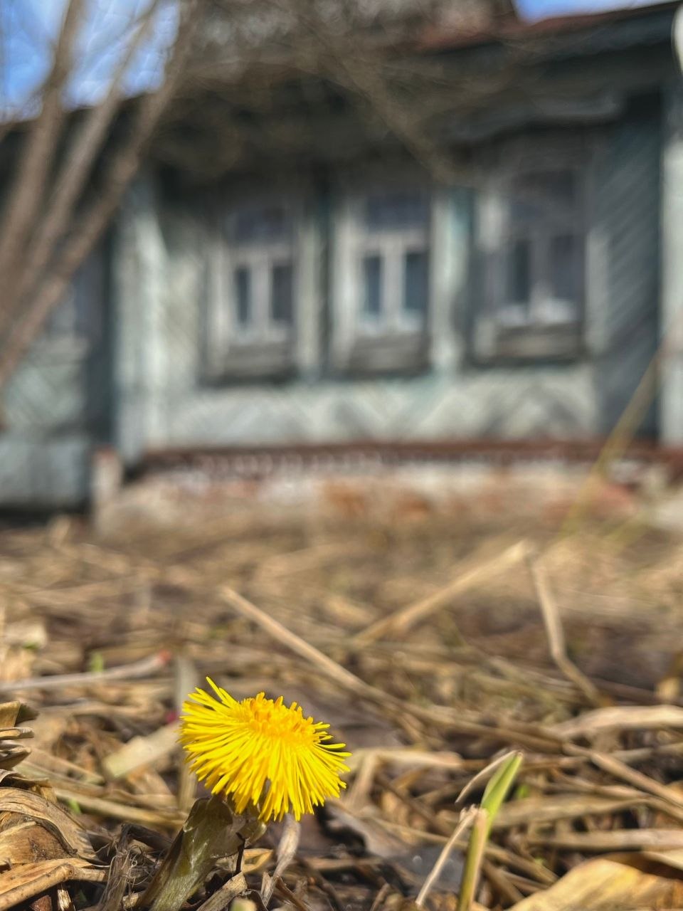 Доброе утро!. Смотрите, кто уже выглянул из-под земли, чтобы поздороваться с весной! Эти маленькие солнышки - мать-и-мачехи - настоящее чудо Доброе утро!. Смотрите, кто уже выглянул из-под земли, чтобы поздороваться с весной! Эти маленькие солнышки - мать-и-мачехи - настоящее чудо