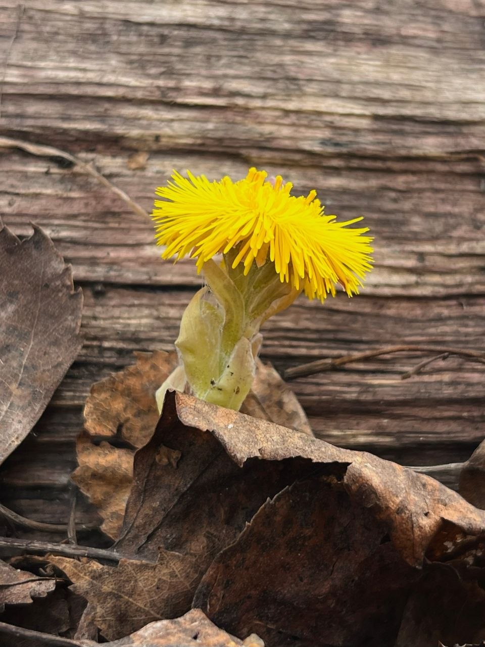 Доброе утро!. Смотрите, кто уже выглянул из-под земли, чтобы поздороваться с весной! Эти маленькие солнышки - мать-и-мачехи - настоящее чудо Доброе утро!. Смотрите, кто уже выглянул из-под земли, чтобы поздороваться с весной! Эти маленькие солнышки - мать-и-мачехи - настоящее чудо