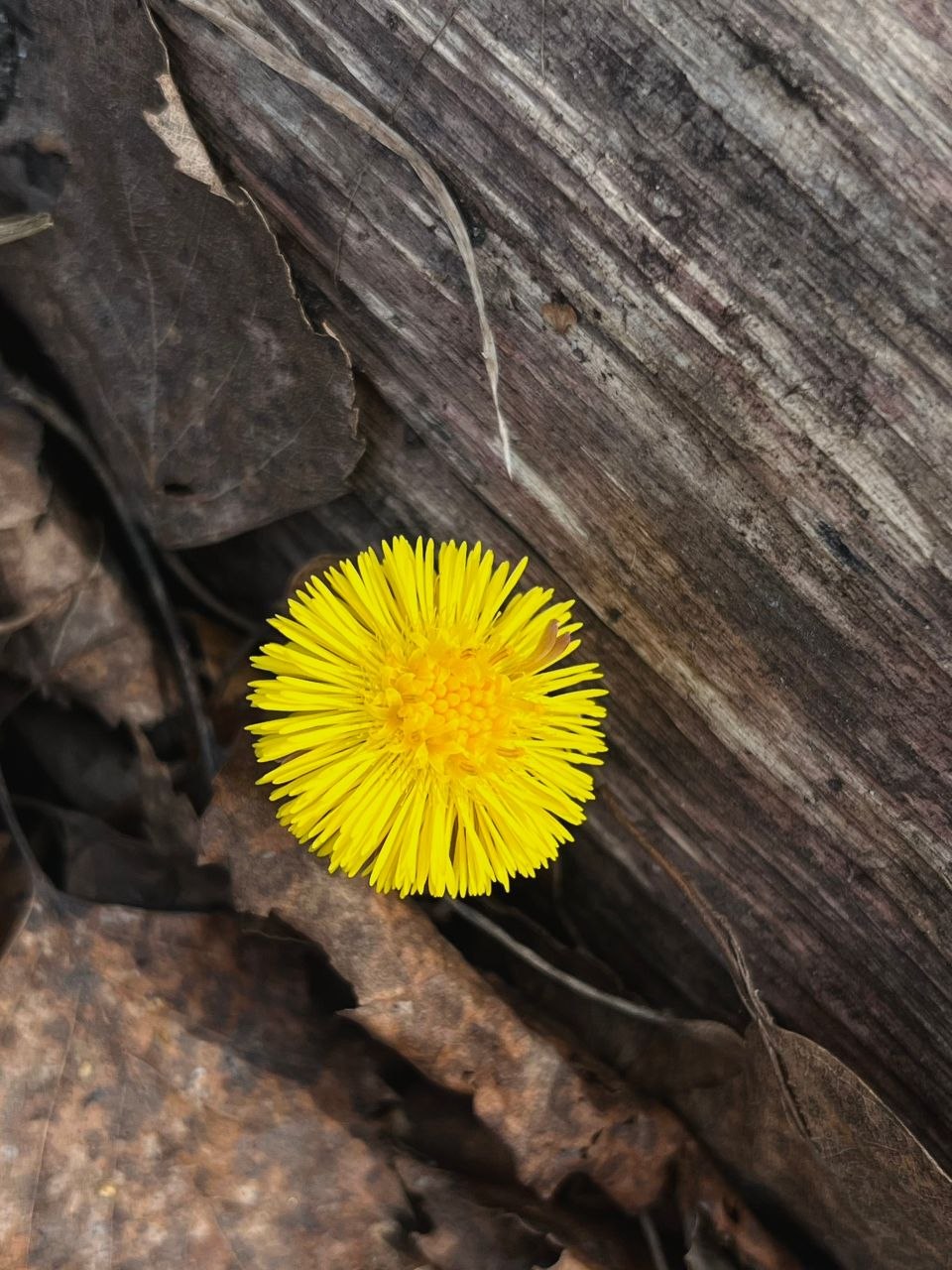 Доброе утро!. Смотрите, кто уже выглянул из-под земли, чтобы поздороваться с весной! Эти маленькие солнышки - мать-и-мачехи - настоящее чудо Доброе утро!. Смотрите, кто уже выглянул из-под земли, чтобы поздороваться с весной! Эти маленькие солнышки - мать-и-мачехи - настоящее чудо