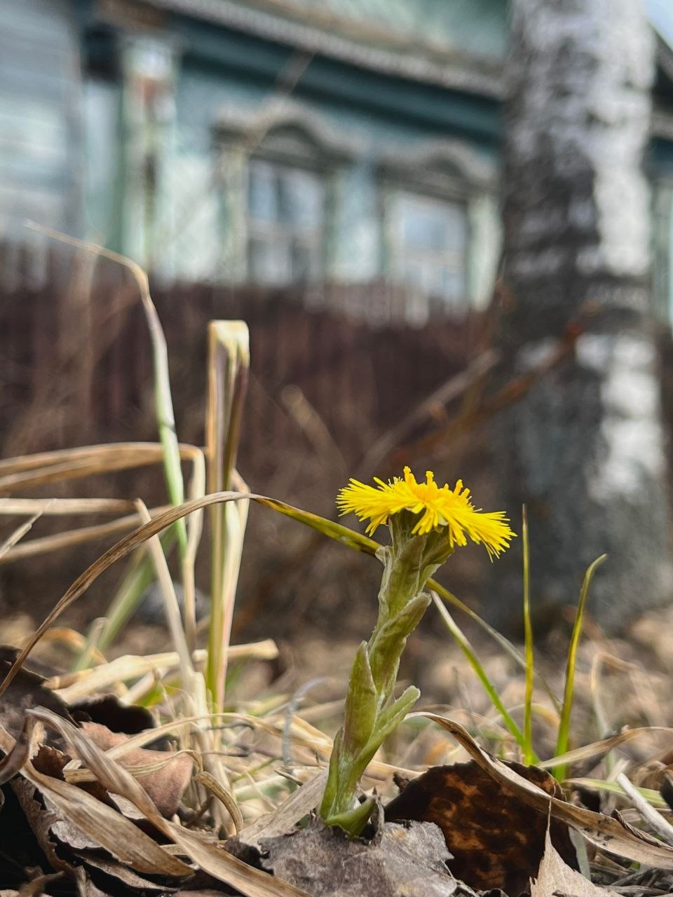 Доброе утро!. Смотрите, кто уже выглянул из-под земли, чтобы поздороваться с весной! Эти маленькие солнышки - мать-и-мачехи - настоящее чудо Доброе утро!. Смотрите, кто уже выглянул из-под земли, чтобы поздороваться с весной! Эти маленькие солнышки - мать-и-мачехи - настоящее чудо