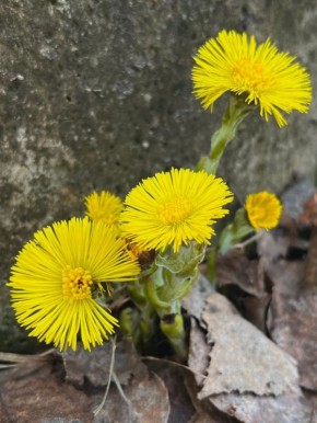Доброе утро!. Смотрите, кто уже выглянул из-под земли, чтобы поздороваться с весной! Эти маленькие солнышки - мать-и-мачехи - настоящее чудо