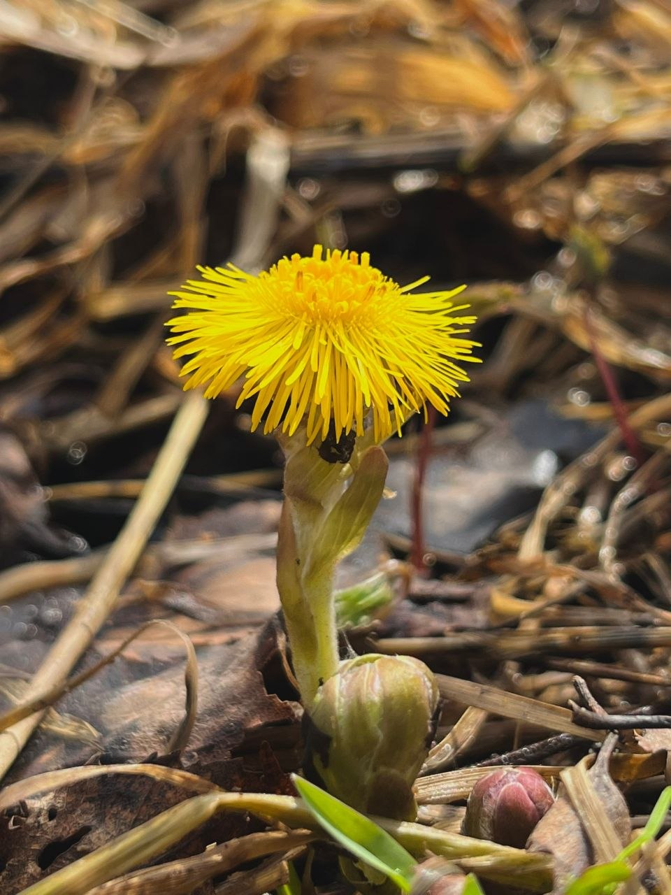 Доброе утро!. Смотрите, кто уже выглянул из-под земли, чтобы поздороваться с весной! Эти маленькие солнышки - мать-и-мачехи - настоящее чудо Доброе утро!. Смотрите, кто уже выглянул из-под земли, чтобы поздороваться с весной! Эти маленькие солнышки - мать-и-мачехи - настоящее чудо
