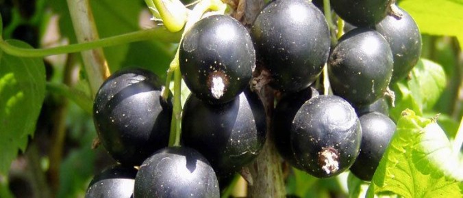 Уход за смородиной после сбора урожая: важные шаги для здоровья куста