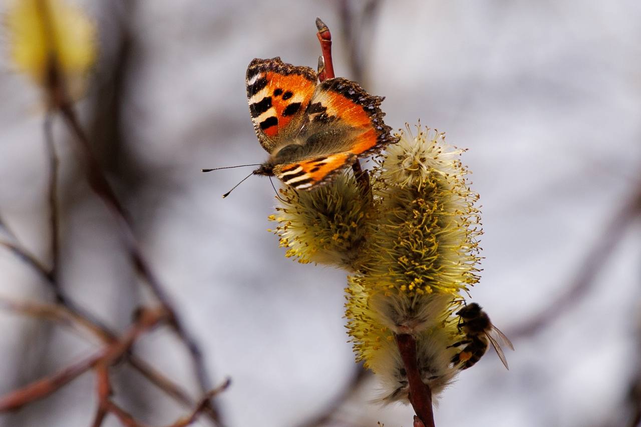 Доброго понедельника, уважаемые подписчики на этой неделе, которая завершится вербным воскресеньем, ожидается очень теплая весенняя погода!