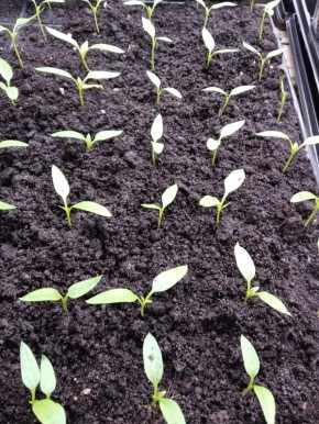 Как правильно подкармливать рассаду: секреты успешного роста