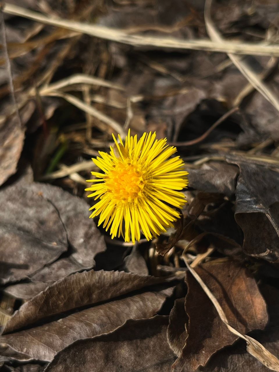 Доброе утро!. Смотрите, кто уже выглянул из-под земли, чтобы поздороваться с весной! Эти маленькие солнышки - мать-и-мачехи - настоящее чудо Доброе утро!. Смотрите, кто уже выглянул из-под земли, чтобы поздороваться с весной! Эти маленькие солнышки - мать-и-мачехи - настоящее чудо