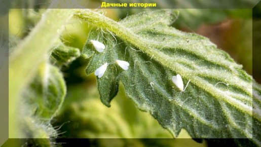 ��� ��������� �������� � �����������: ���� � ����������