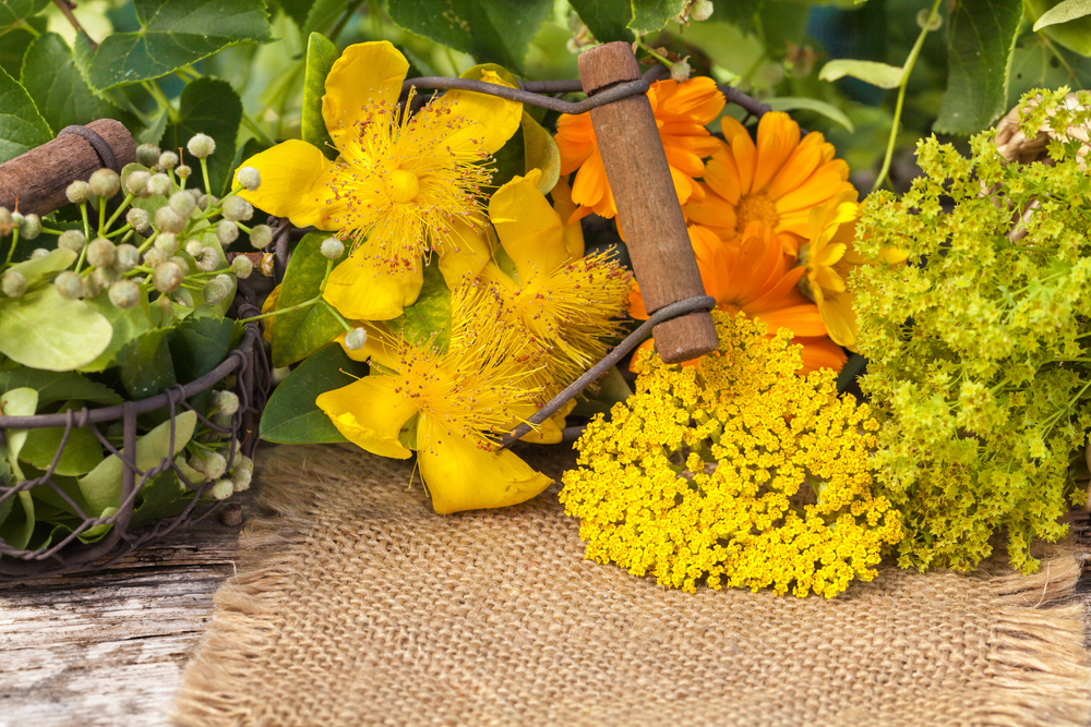 Лекарственные растения, которые стоит иметь на даче