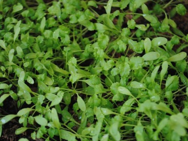 Кресс-салат: удивительное сочетание вкуса и пользы