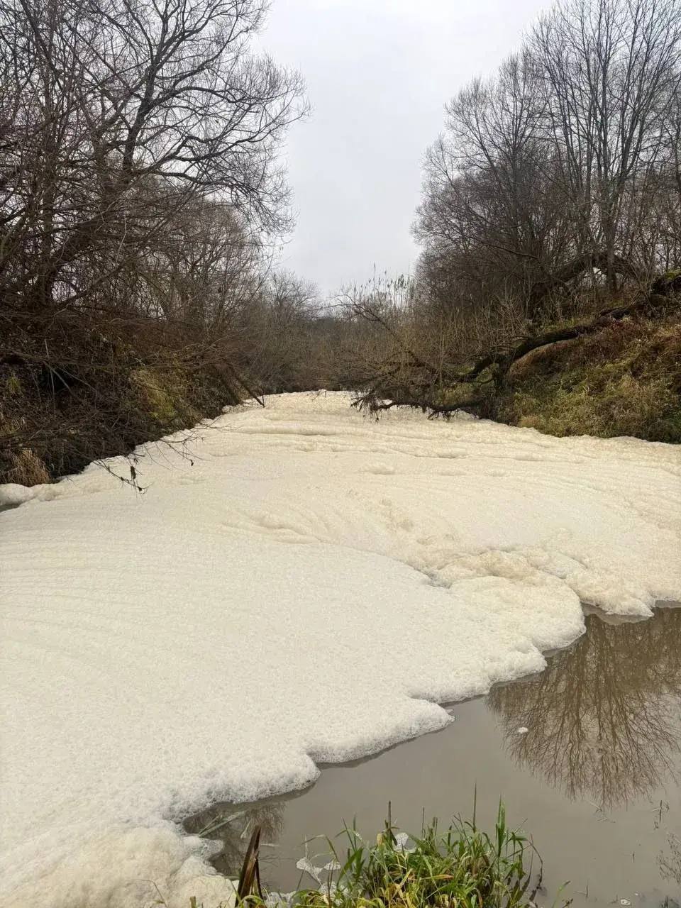 Следком завел уголовное дело на виновников в гибели рыбы из-за сброса навоза в реку Следком завел уголовное дело на виновников в гибели рыбы из-за сброса навоза в реку