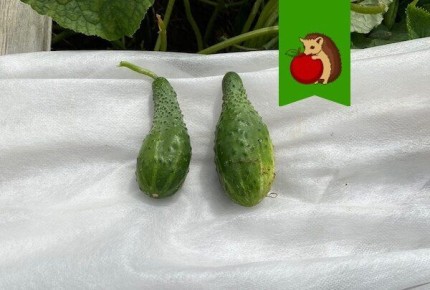 ���� �� �������� � ������: ��� �������� ���������� ������