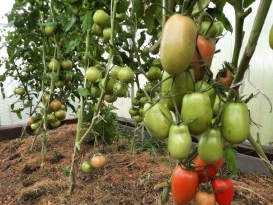 ��� ��������� �� �������� � �������: ������ ��� ��������� ������