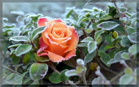 ��� ��������� ����������� ���� � ����: ������������ � ������