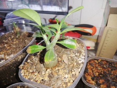 Что происходит с адениумами после обрезки: наблюдения и рекомендации