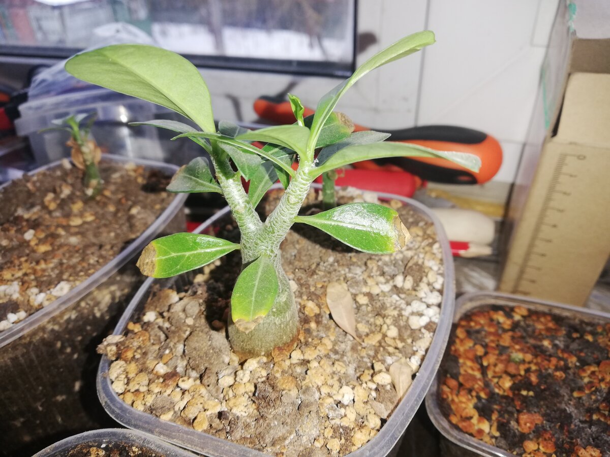 Что происходит с адениумами после обрезки: наблюдения и рекомендации