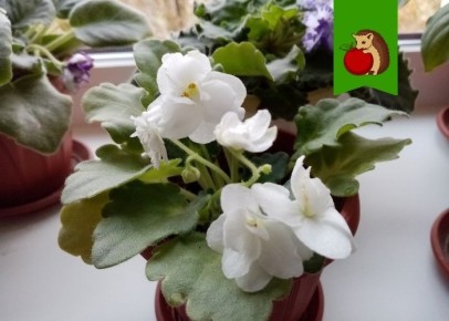 Как заботиться о фиалках: 6 главных ошибок, которыми можно испортить цветы